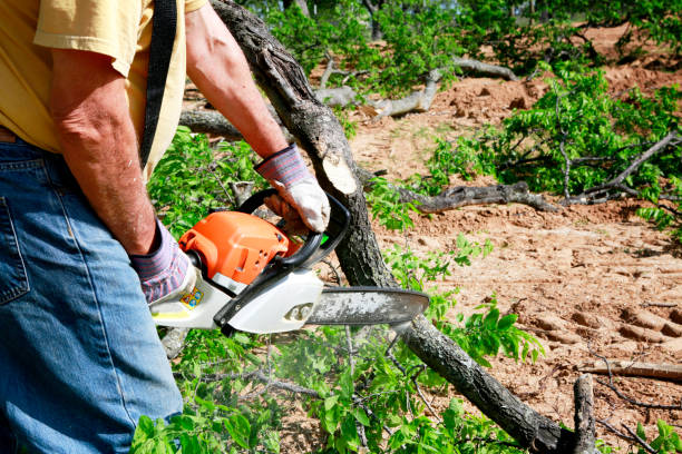 Best Arborist Services Near Me  in Canby, MN